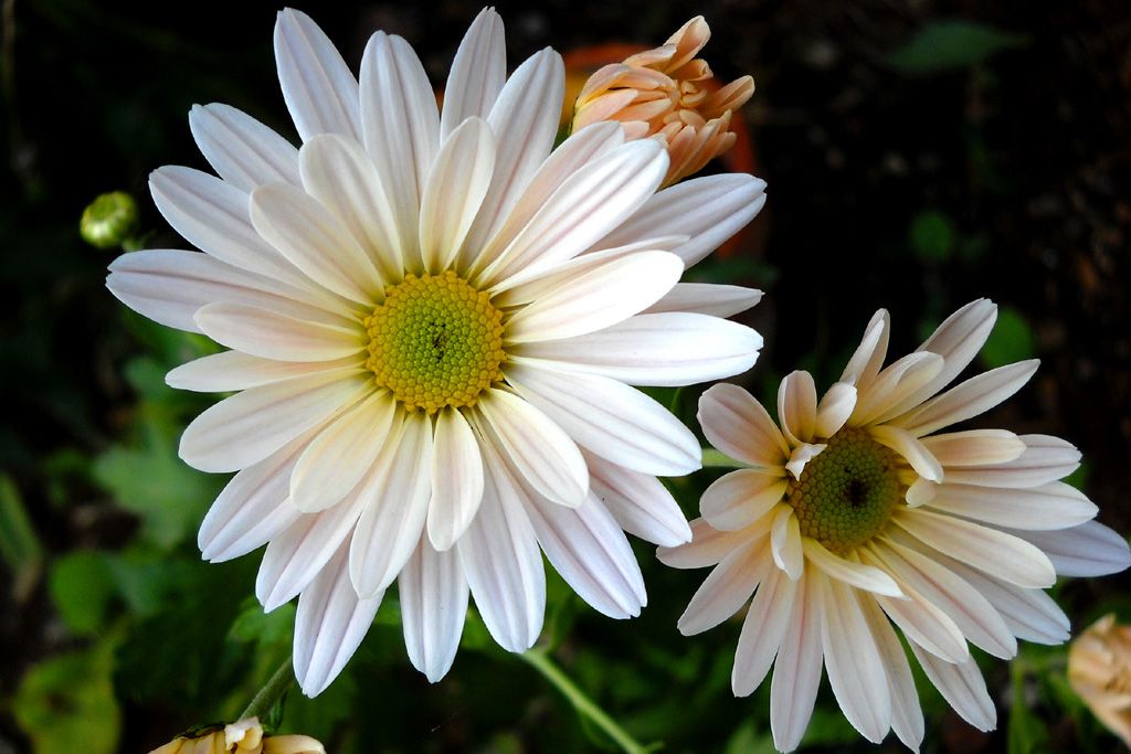 TEST nikon L19