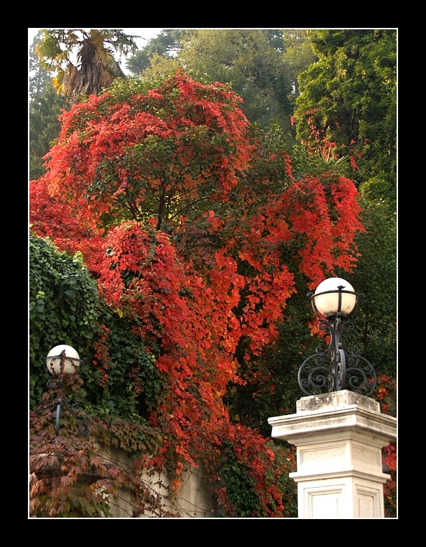 rosso autunno