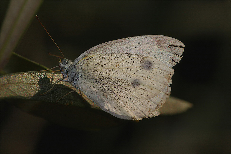 ...Ogni Tanto Ci Provo...!!!