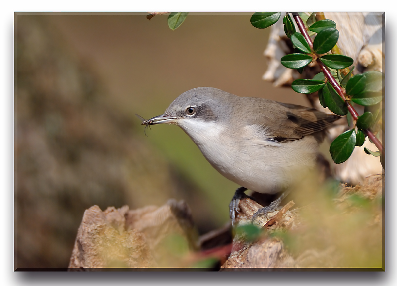 Sterpazzola con preda