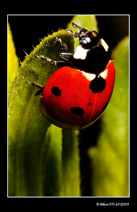...Coccinella septempunctata...