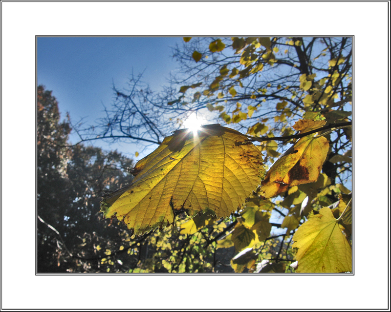 non si muove foglia che....