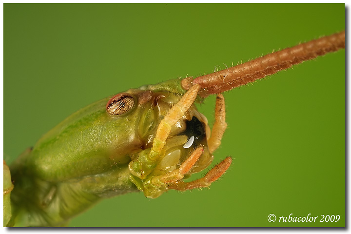 Il vero volto del Bacillus