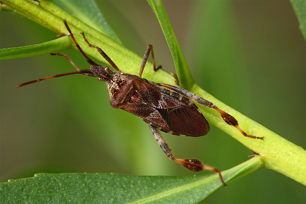 ..Non E' Bello...!!!