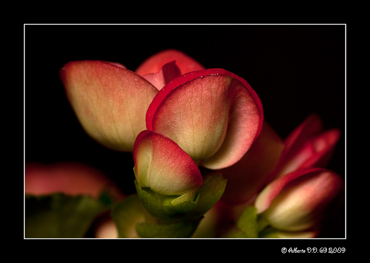 ...la begonia...