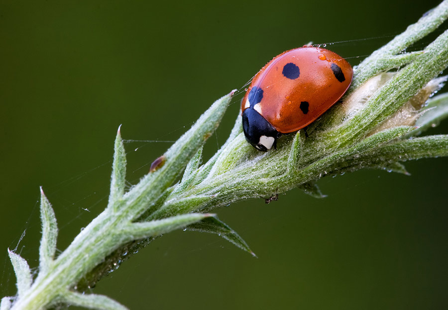 Coccinella