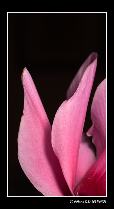 ...petali di ciclamino...