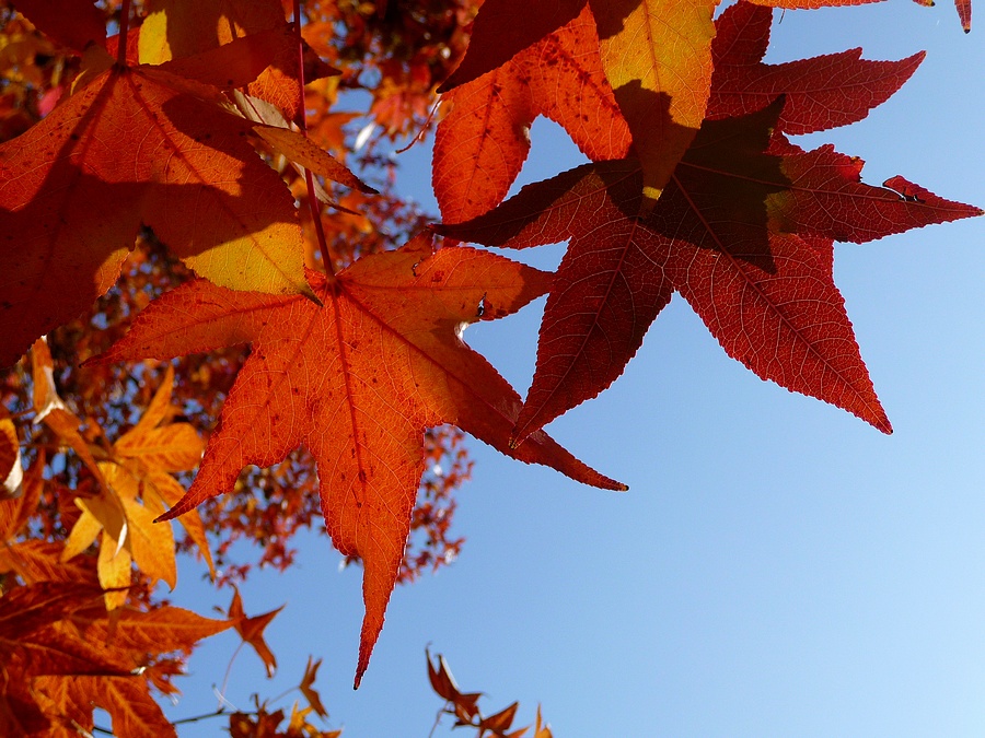 meravigliosamente rosse