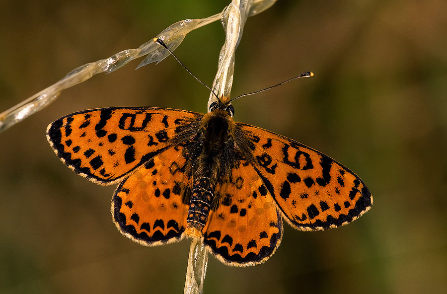 Melitaea didyma