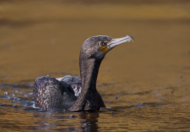 Phalacrocorax carbo (Cormorano)