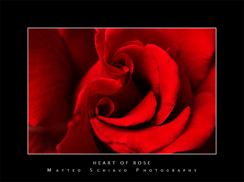 heart of rose