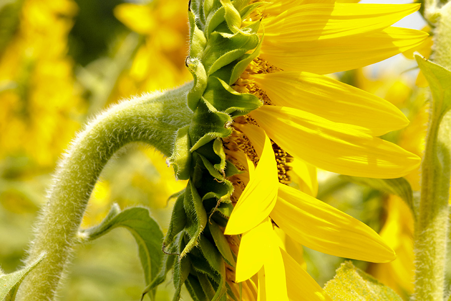 Fianco di girasole