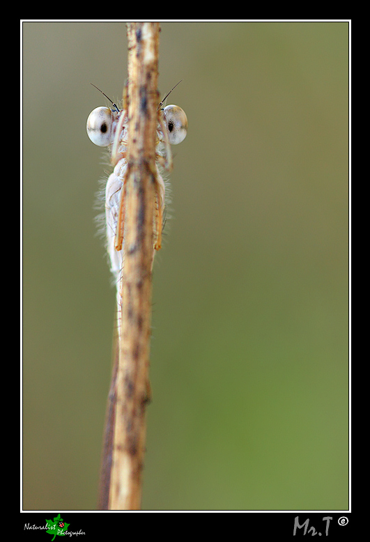 Non mi vedi!!!...forse