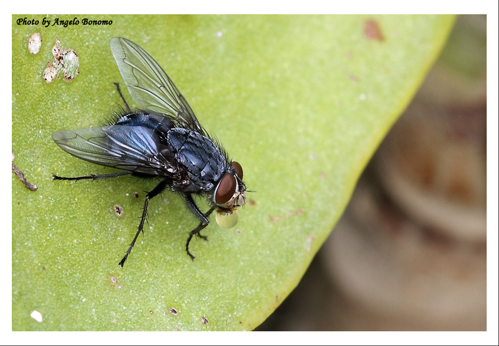 Mosca 2 con bolla.....