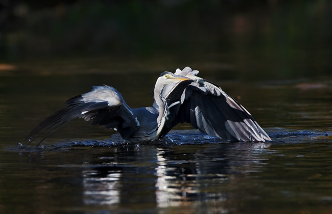 Ardea cinerea (Airone Cenerino) - atterraggio