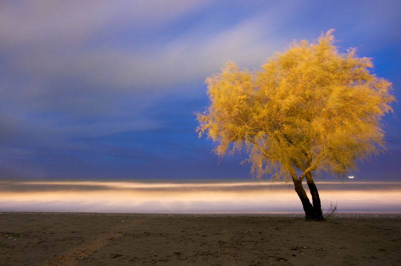 Albero in spiaggia