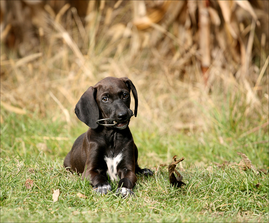ofelia(2) ha 70 giorni...