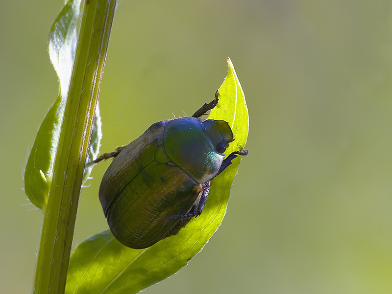 coleottero controluce