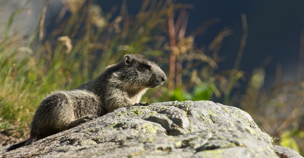Marmotta