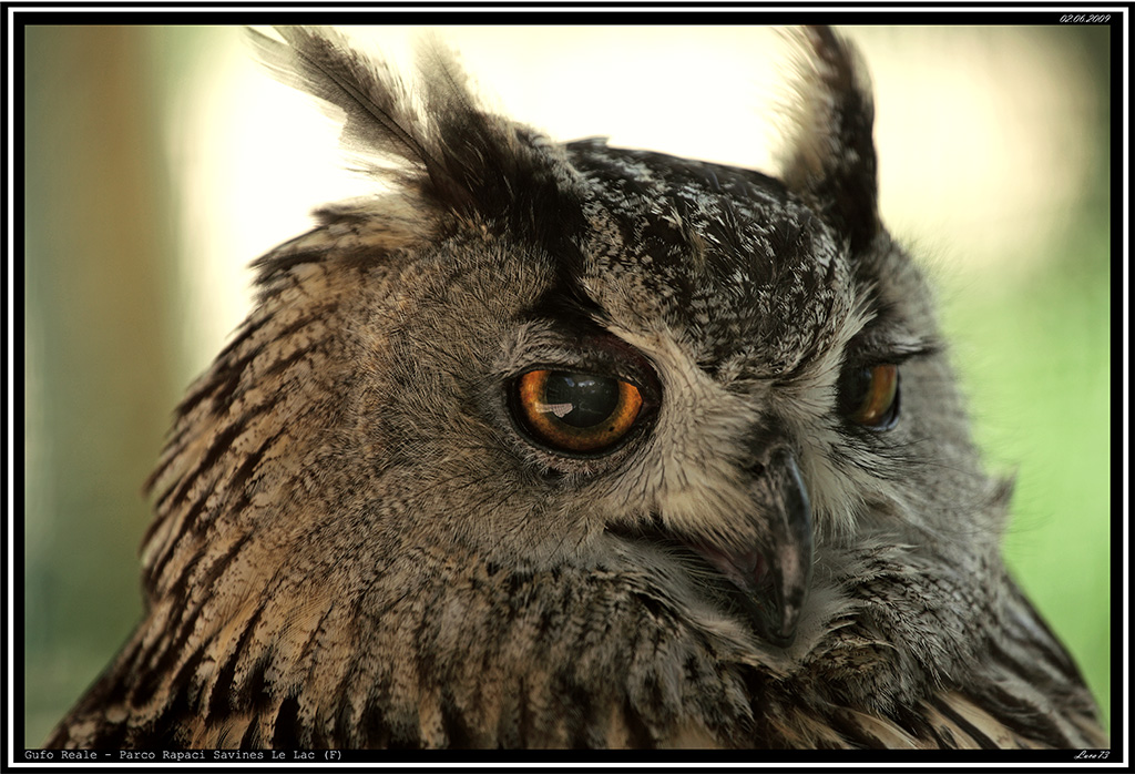 Gufo Reale