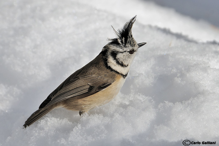 Proprio una ciuffo punk
