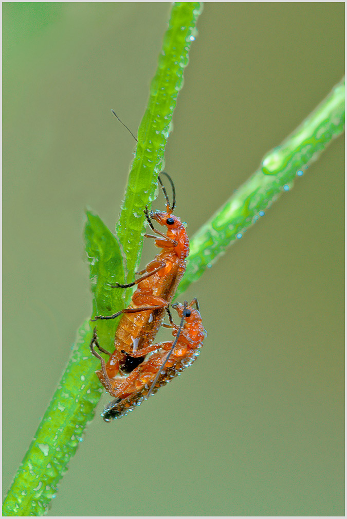 Rhagonycha fulva
