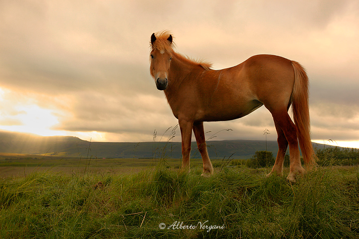 Cavallo Islandese