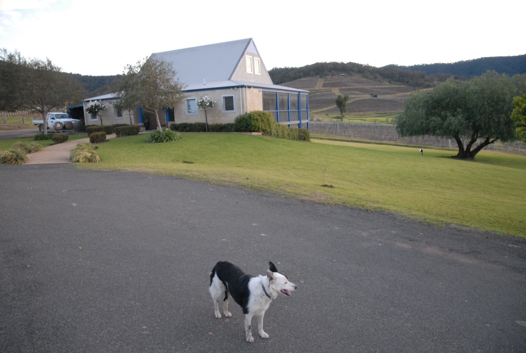Dog at Winery