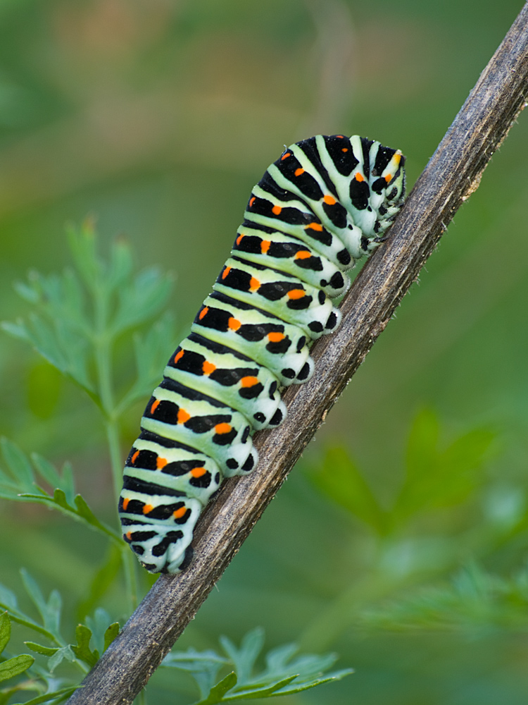 Bruco Papilio machaon