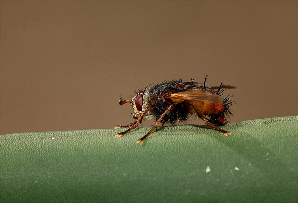 ...Veramente...Brutta...!!!