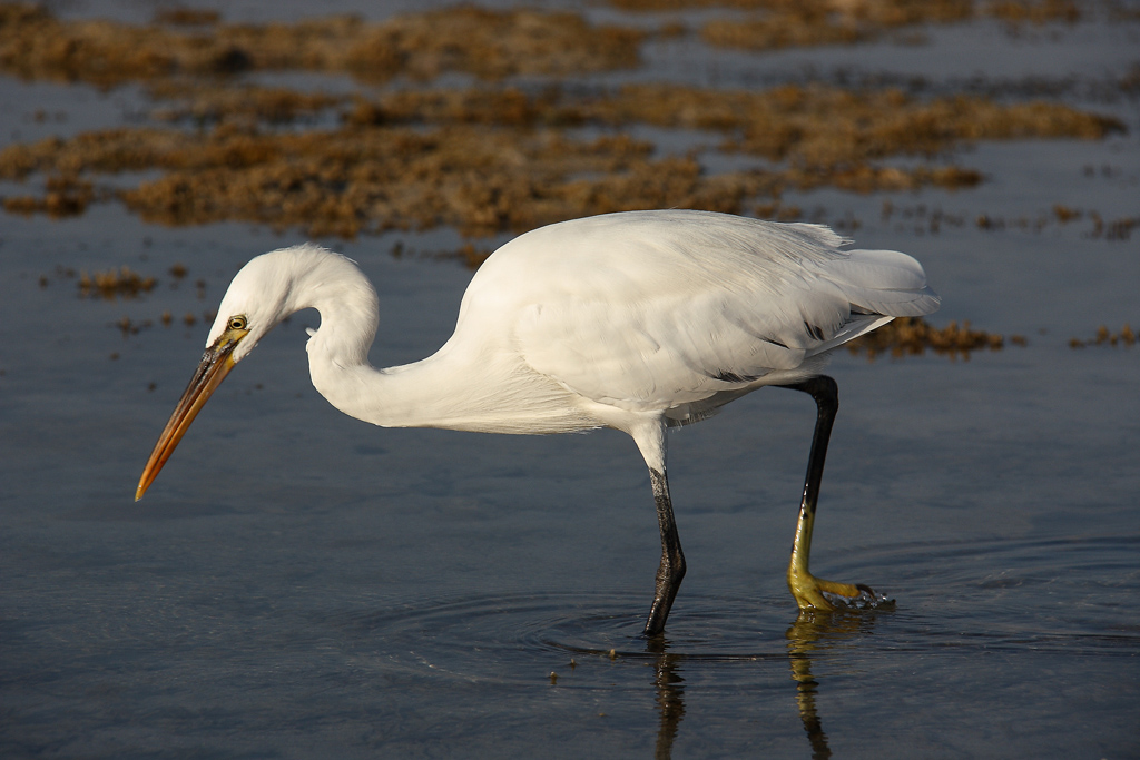 Airone bianco maggiore