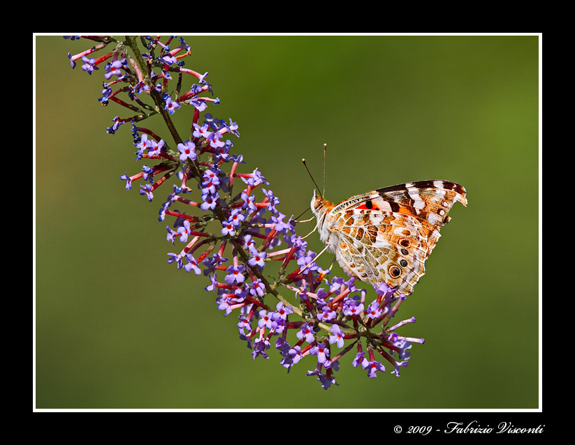 Vanessa Cardui