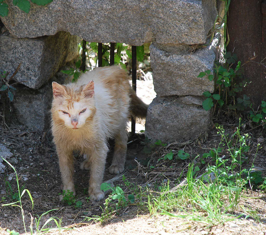 IL Ras ......del Quartiere