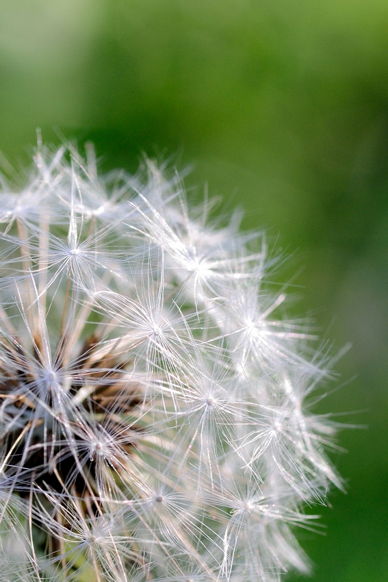 A Dandelion