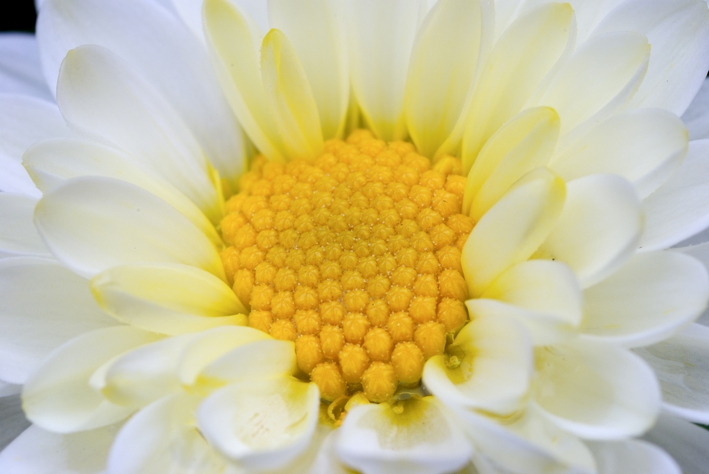 Pollen, Pollen, Pollen