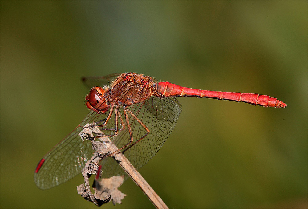 ...Il Rosso Va Sempre Di Moda...!!!