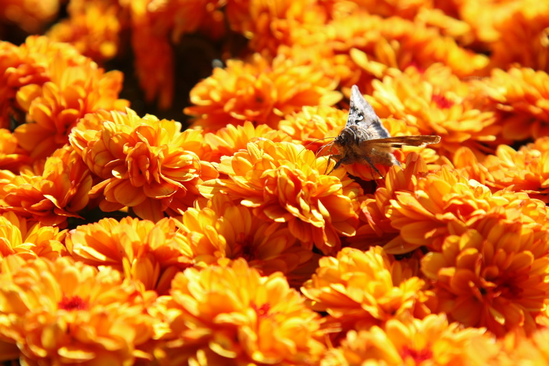 Navigando nell'arancione