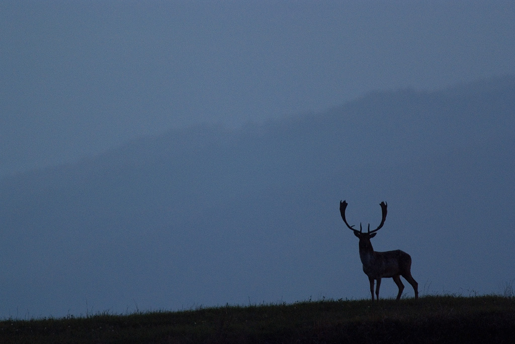 Daino all'imbrunire