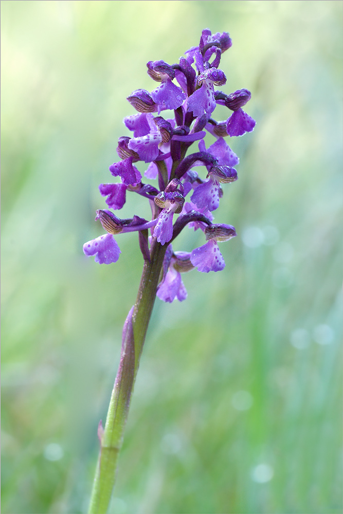 Orchis Morio