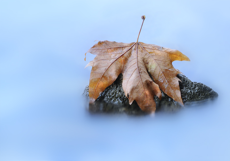 evanescenze autunnali