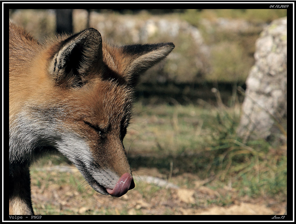 Volpe # 23