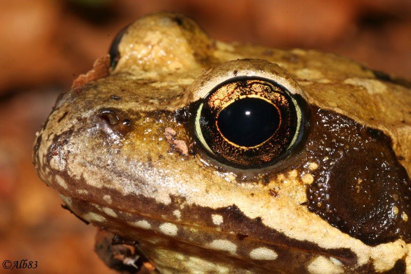 Dettaglio Rana temporaria