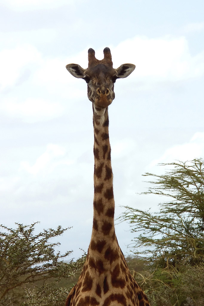 Giraffa