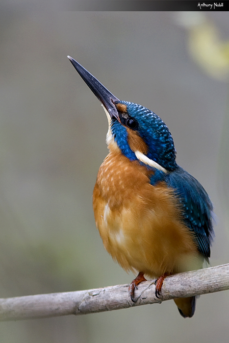 il mio primo martino !!!