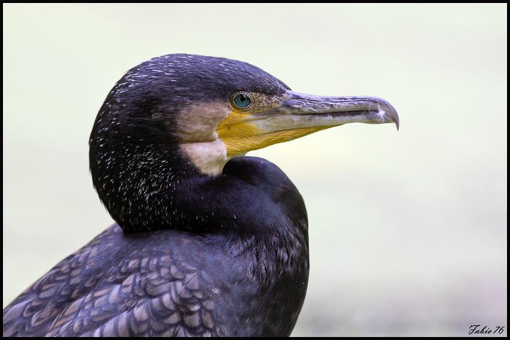Cormorano
