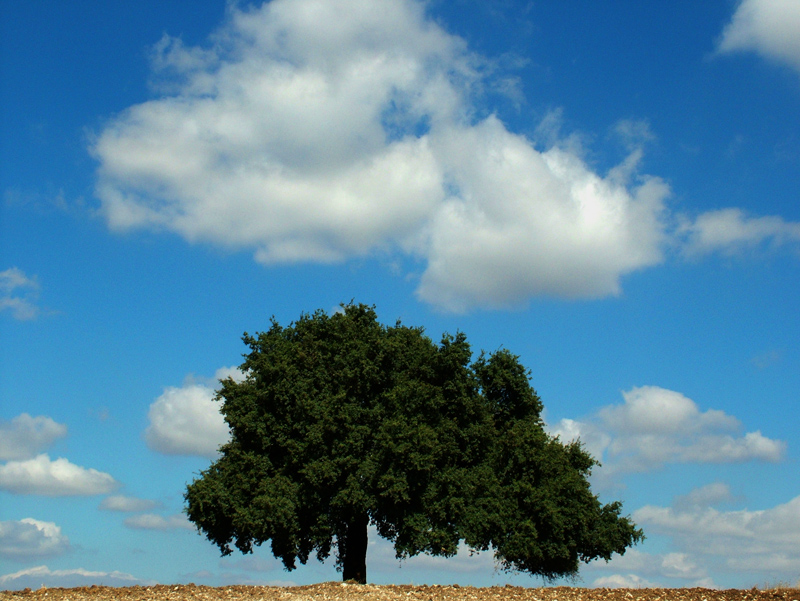 albero solitario