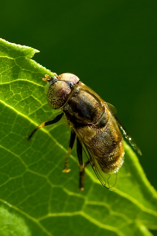 lul� dagli occhi maculati