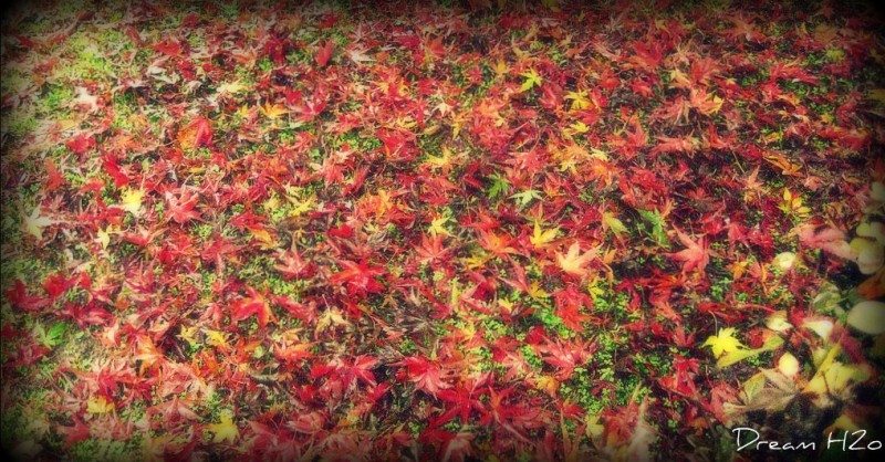 Sei una foglia di autunno che cade, e giace nel mio cuore..