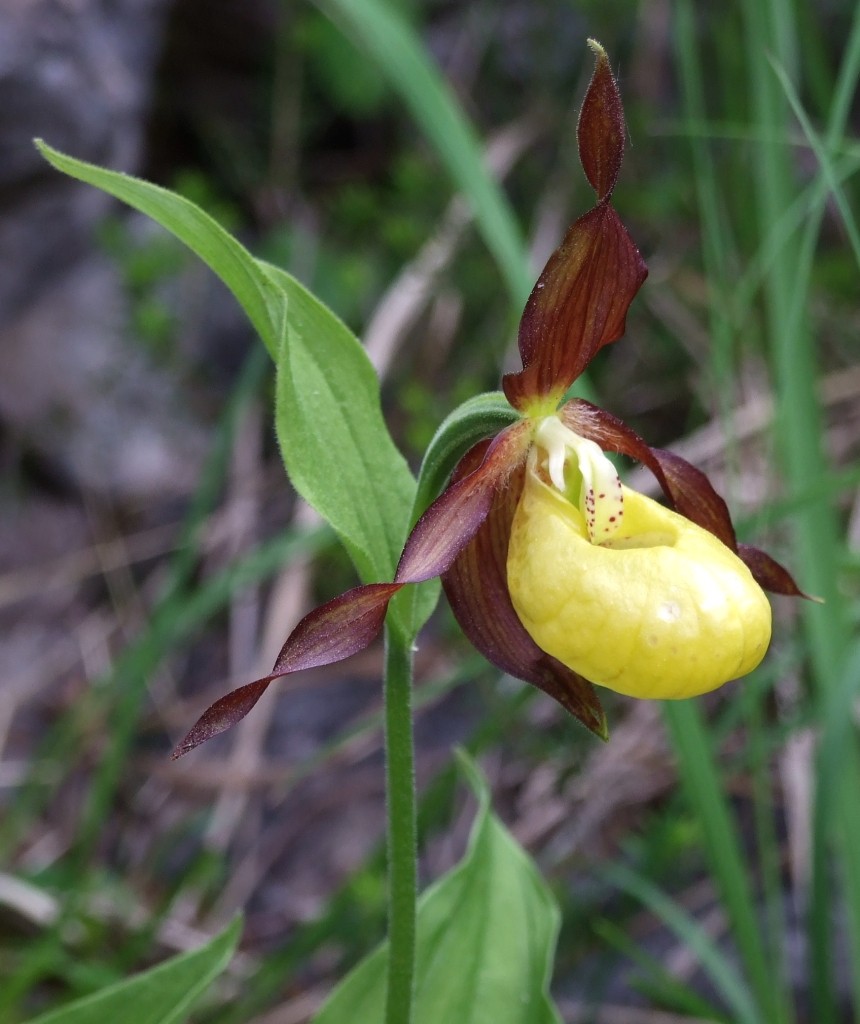 Cypripedium Calceolus - Scarpetta di Venere