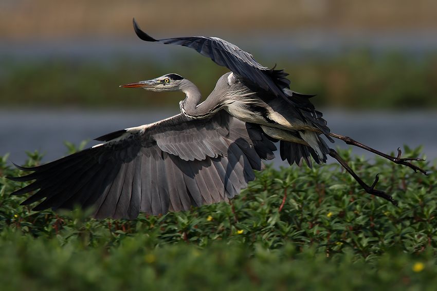 Il Balzo del Cenerino...